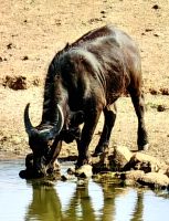 Ein Büffel hat Durst