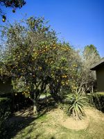 Unsere Lodge am Addo Elefant Park ist ein Traum, uns umgeben Orangen- und Zitronenbäume
