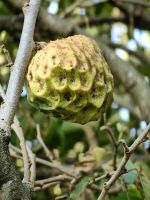 Cherimoya hängt am Baum in der Lodge am Addo Elephant Park