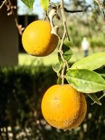 Frische Orangen vom Baum, was für ein Genuß