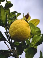 Die Zitronen sind reif in der Christlin Lodge