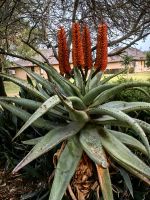 Aloeart in der Christlin Lodge