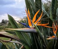 Strelizie in der Christlin Lodge