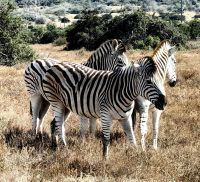 Zebras im ADDO