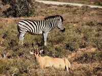 Zebra und Antilope im Addo