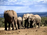Eine Elefantenfamilie im Addo