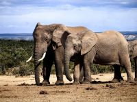 Elefantenmama mit Jungtier, Addo