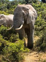 Riesiger Bulle steht direkt neben unserem Jeep, Addo