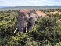 Da es heute sehr kalt ist, schützen sich die Elefanten in den Büschen