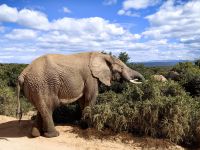 Elefant beim Schmaus, Addo