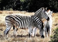 Zebras im Addo, aufgestellt wie nach Plan