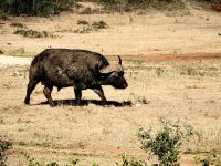 Riesiger Büffel im Addo