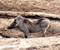 Warzenschwein im Addo