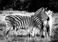 Hier mal Schwarz-Weiß: Zebras