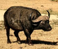 Büffel im Addo