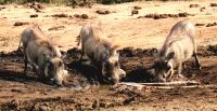 Drei Warzenschweine stillen ihren Durst im Addo