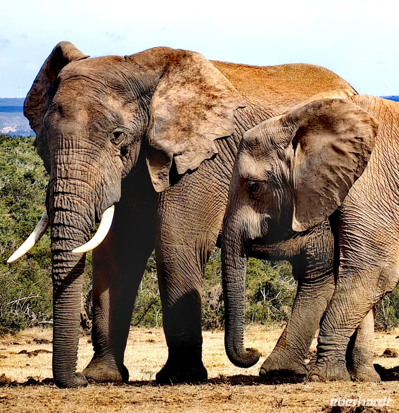 Elefantendame mit Jungtier im Addo