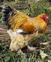 Hier kamen also die Frühstückseier in der Christlin Lodge her