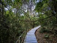 Über diese Stege laufen wir durch den Tsitsikamma Nationalpark