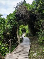 Weg durch den Tsitsikamma Nationalpark