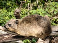 Klippschliefer im Tsitsikamma Nationalpark