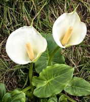 Callas wachsen hier im Tsitsikamma Nationalpark überall