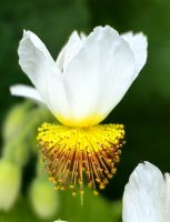 Sparrmannia africannia im Tsitsikamma Nationalpark