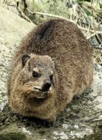 Klippschliefer im Tsitsikamma Nationalpark