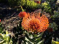 Protea, die Nationalblume Afrikas