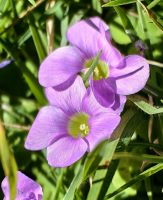 Oxalis smithiana wächst auf dem Rasen in Keetmanshoop
