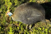 Die Helmperlhühner laufen auf dem Signal Hill herum und betteln um Futter