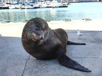 Zahmer Seelöwe 