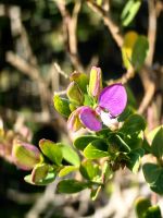 Galactia, Myrten Kreuzblume, typische Kapvegetation, zählt zum Fynbosh