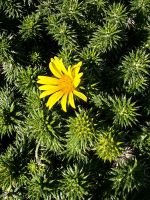 Grindelia squarrosa, Sperriges Gummikraut