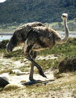 Ein Strauß schaut uns neugierig an am Kap der Guten Hoffnung