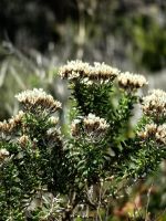 Metalasia Muricata, typische Fynbosh-Vegetation der Kaphalbinsel