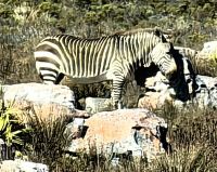 Wir erblicken tatsächlich die seltenen Bergzebras, die hier beheimatet sind