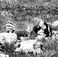 Bergzebra am Kap der Guten Hoffnung