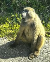 Dieser hier sieht aus, als ob er ein Lied anstimmt