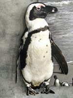 Brillenpinguin