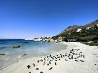 Boulders Beach mit Brillenpinguinen
