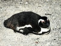 Brillenpinguin beim Ausruhen, Boulders Beach