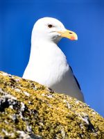 Eine Möwe betrachtet uns neugierig von oben