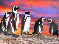 Brillenpinguine im Abendlicht 