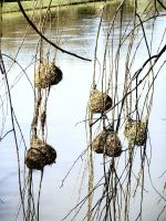 Kunstvolle Nester der Webervögel