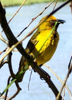 Ein Webervogel beim Nestbau in Stellenbosch