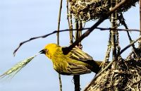 Ein Webervogel beim Bau seines Nests
