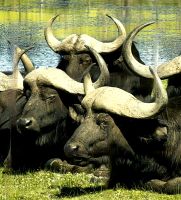 Büffel auf dem Weg zum Weingut Jordan bei Stellenbosch