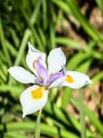 Es grünt und blüht am Kap