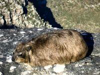 Klippschliefer auf dem Tafelberg